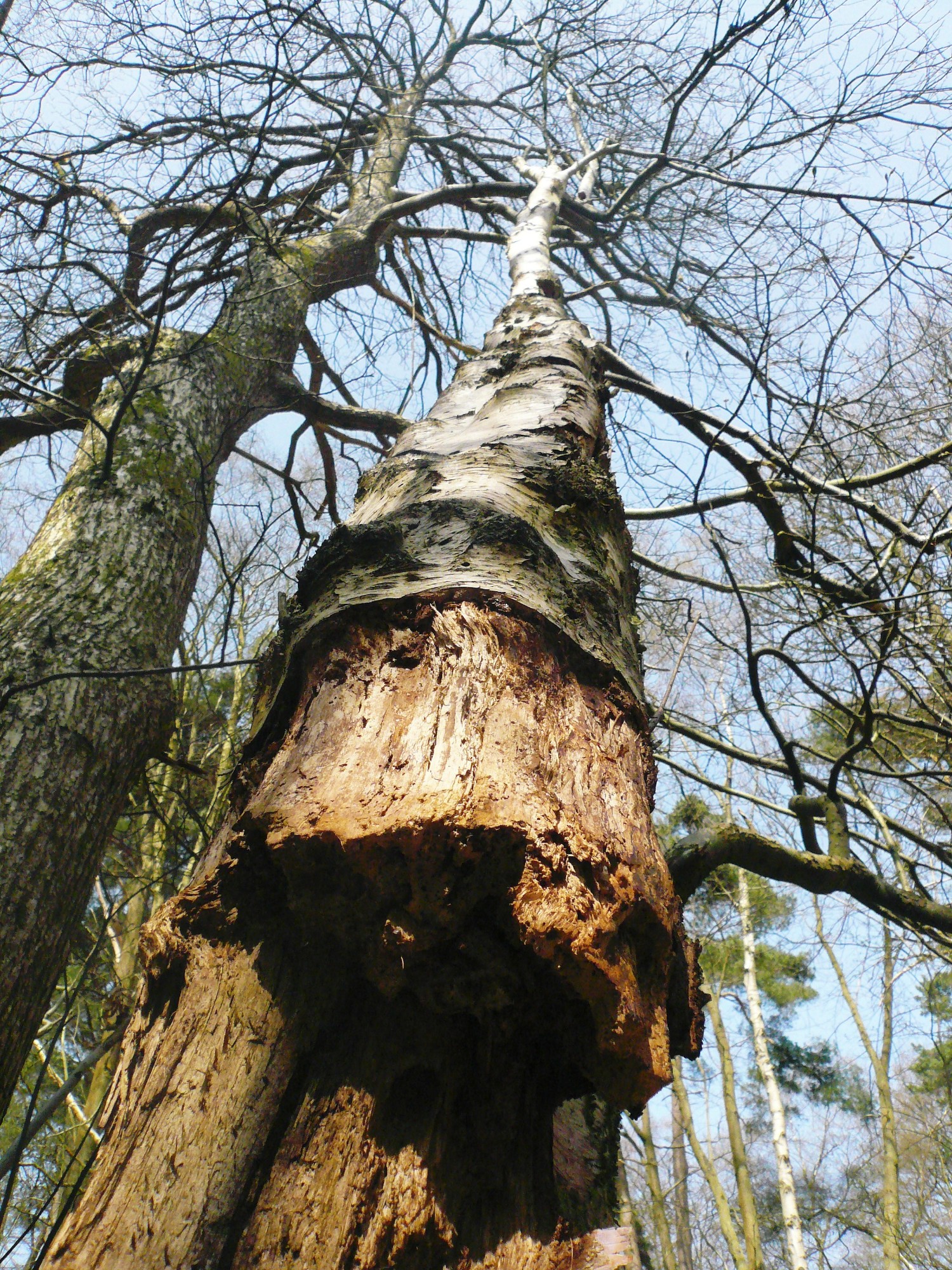 birch1.jpg